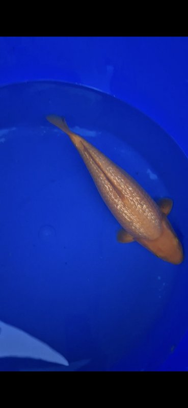 Ginrin karashigoi - 02-09-2025 - 40,0cm