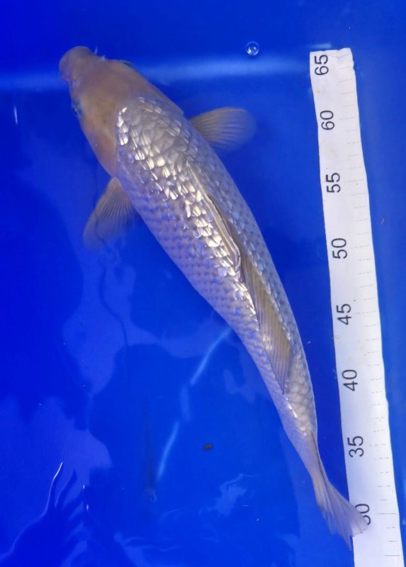 Soragoi Ginrin - 30-09-2025 - 40,0cm