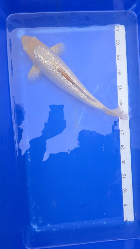 ***** - Soragoi Ginrin