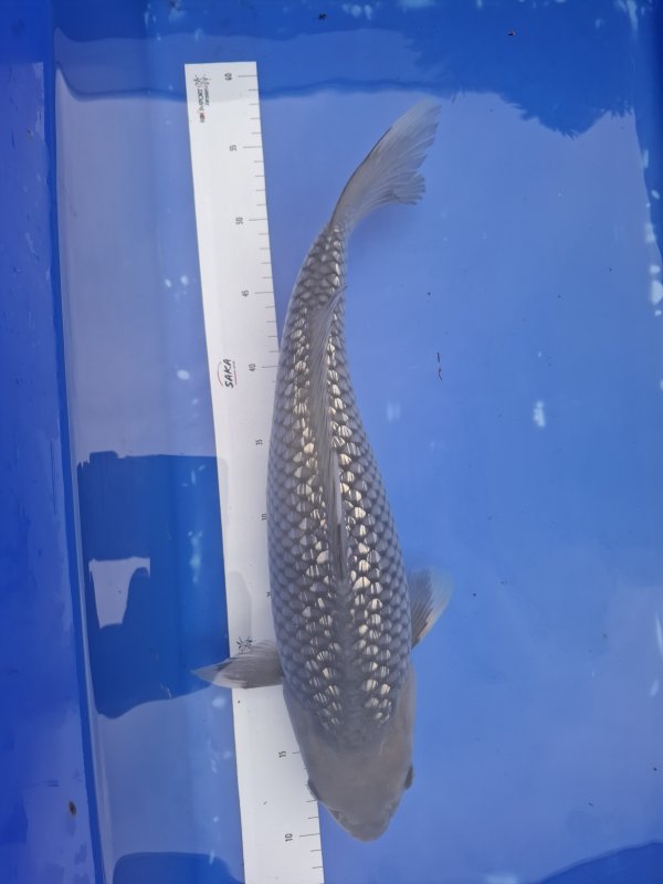 Ginrin Soragoi - 02-11-2025 - 45,0cm