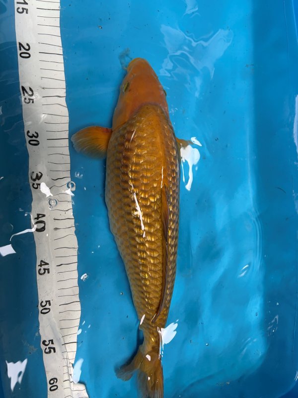 Chagoi ginrin (winter Grow-out) Koi Cave - 30-05-2026 - 42,0cm