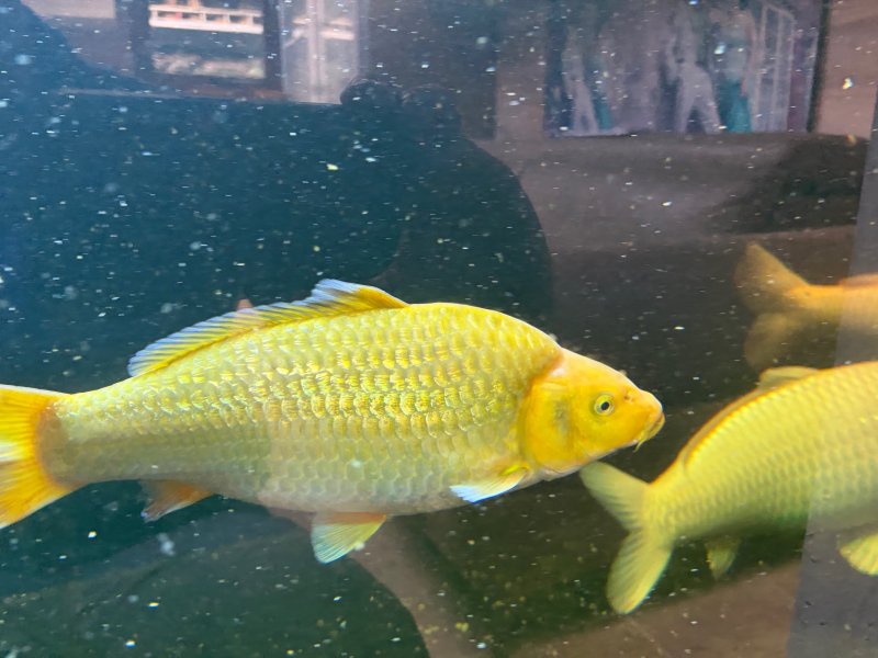 ***** - Chagoi ginrin (winter Grow-out) Koi Cave