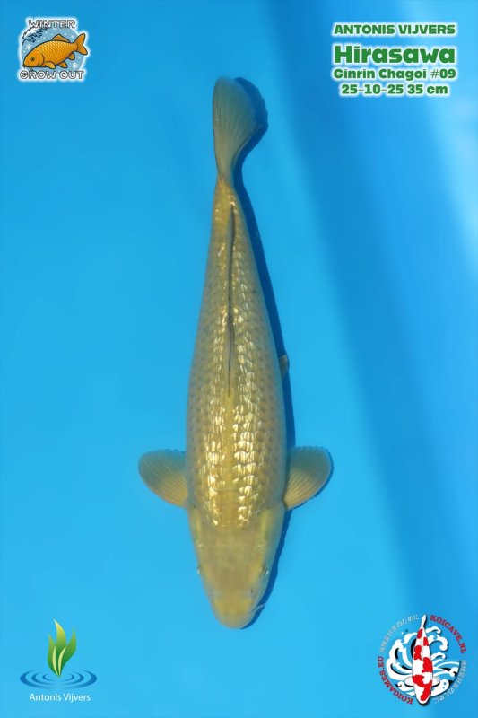 Daniel Rokx - Ginrin Chagoi #9