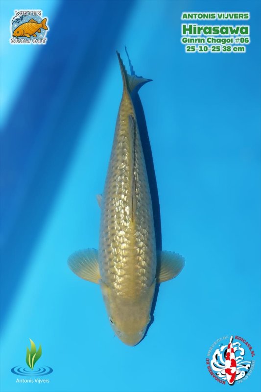 GR Chagoi - 30-10-2025 - 38,0cm