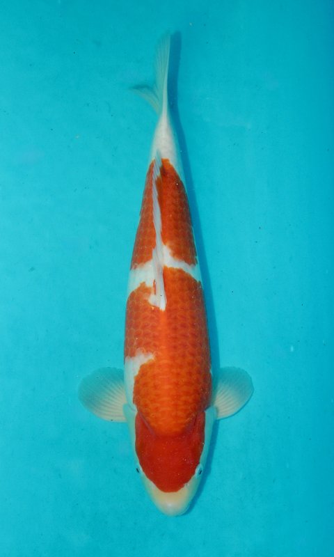 Kohaku Torazo Cup 2025 - 17-10-2026 - 56,0cm