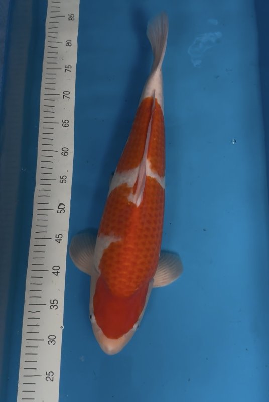 Torazo Kohaku - 18-05-2026 - 54,0cm