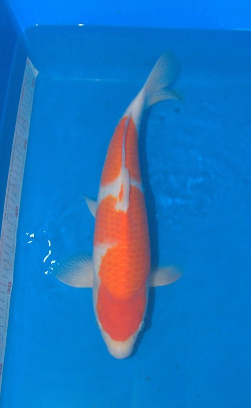 Torazo Kohaku - 29-09-2025 - 44,0cm