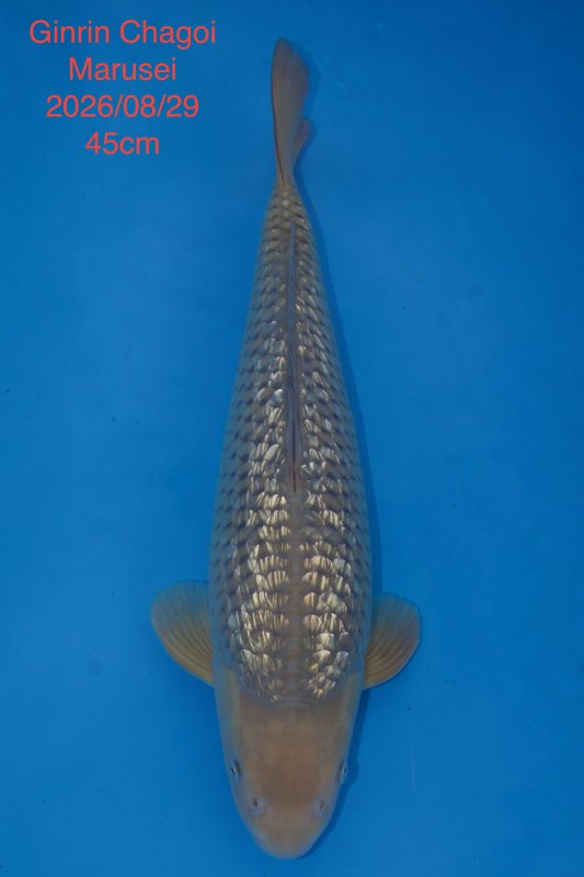 Ginrin Chagoi Marusei - 29-08-2026 - 45,0cm