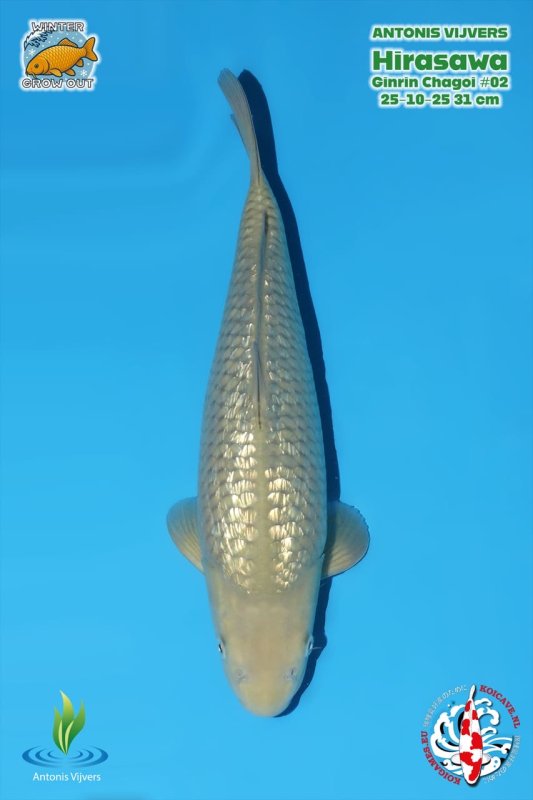 Stefan Pirnay - Ginrin Chagoi Marusei