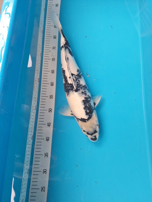 Shiro - 30-08-2026 - 48,0cm