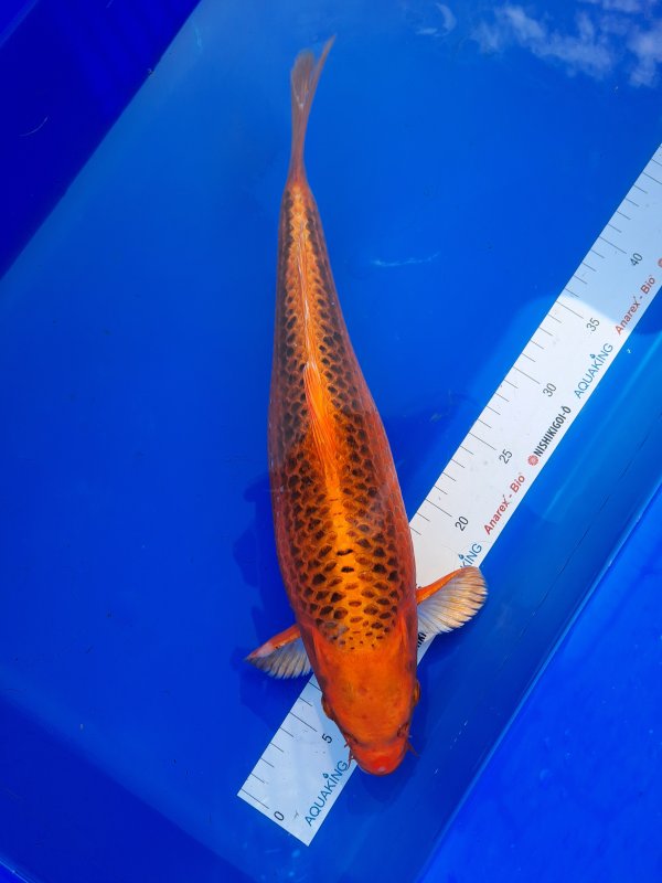 Aka matusba - 30-09-2025 - 42,0cm